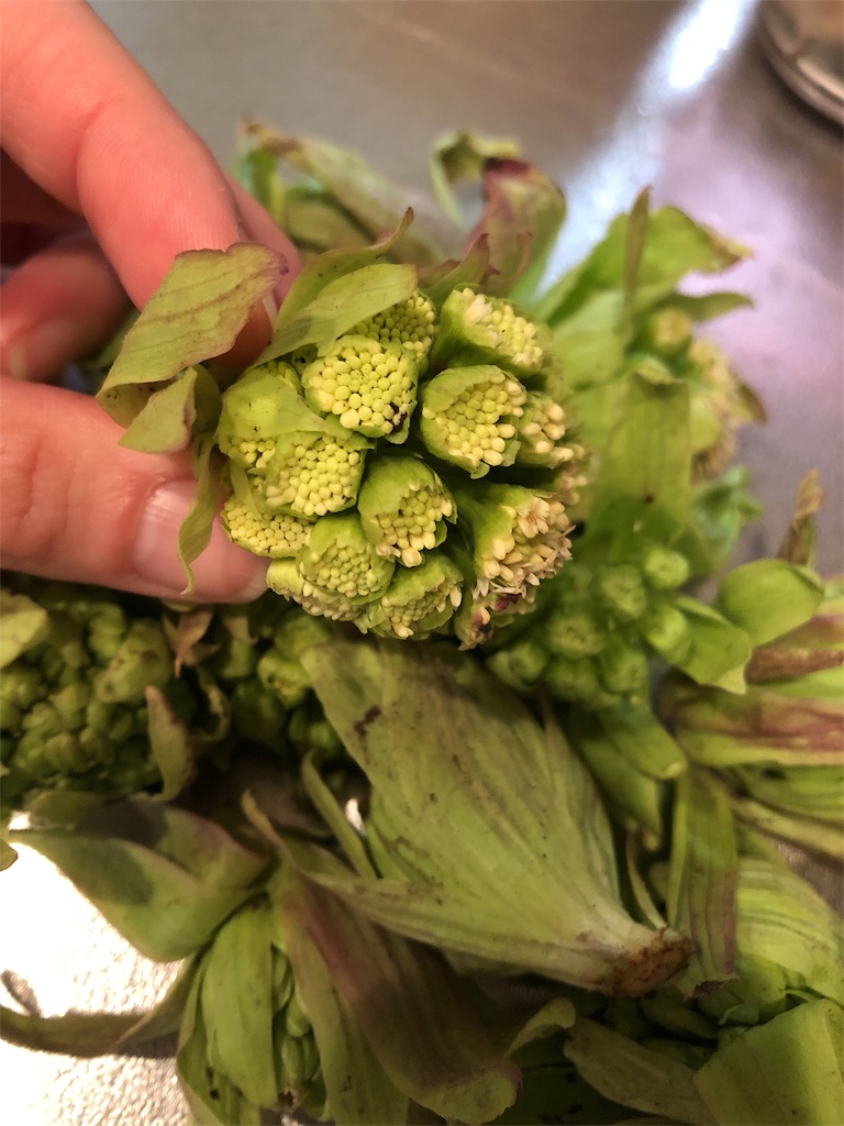 f:id:minotuma:20190306225114j:image f:id:minotuma:20190306225114j:image