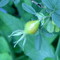 ［flower］産毛