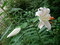 ［flower］離れている