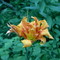 ［flower］やぶかんぞう