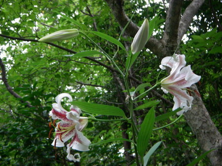 ［flower］みちしるべ