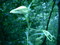 ［flower］遭遇