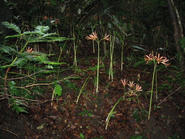 f:id:mint0606:20100815174242j:image f:id:mint0606:20100815174242j:image