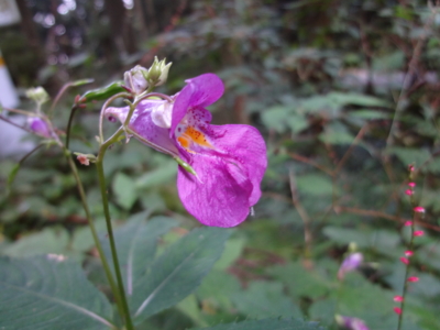 f:id:mint0606:20130923212810j:image