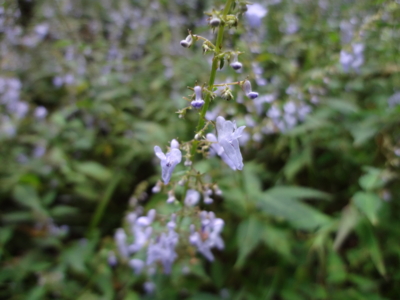 f:id:mint0606:20130925184437j:image