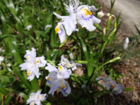 f:id:mint0606:20150412173853j:image f:id:mint0606:20150412173853j:image