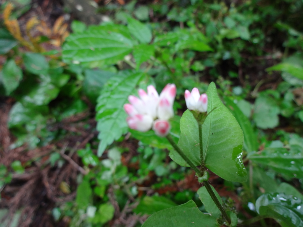 f:id:mint0606:20181008170133j:plain f:id:mint0606:20181008170133j:plain