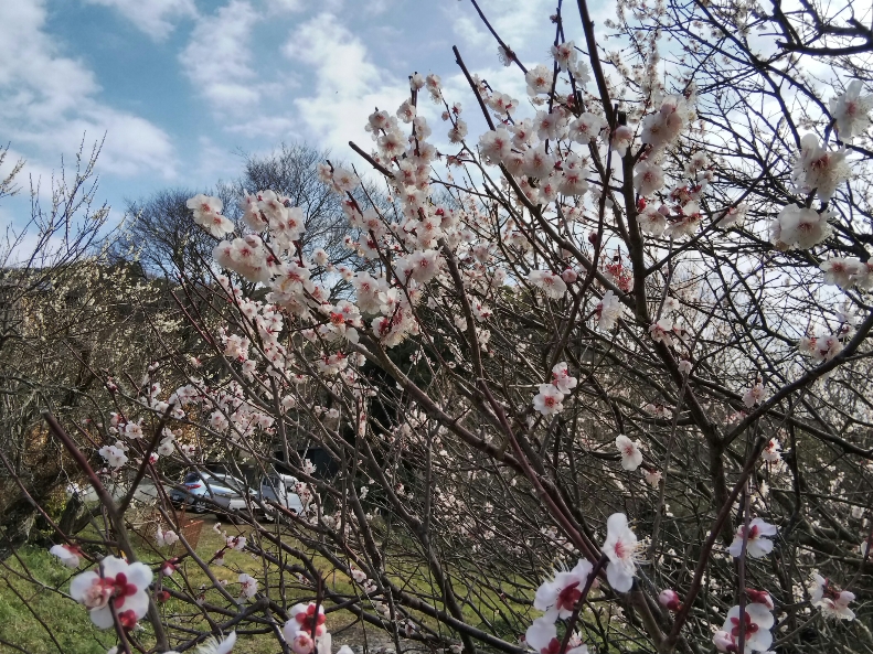 f:id:mint0606:20190224144645j:plain f:id:mint0606:20190224144645j:plain