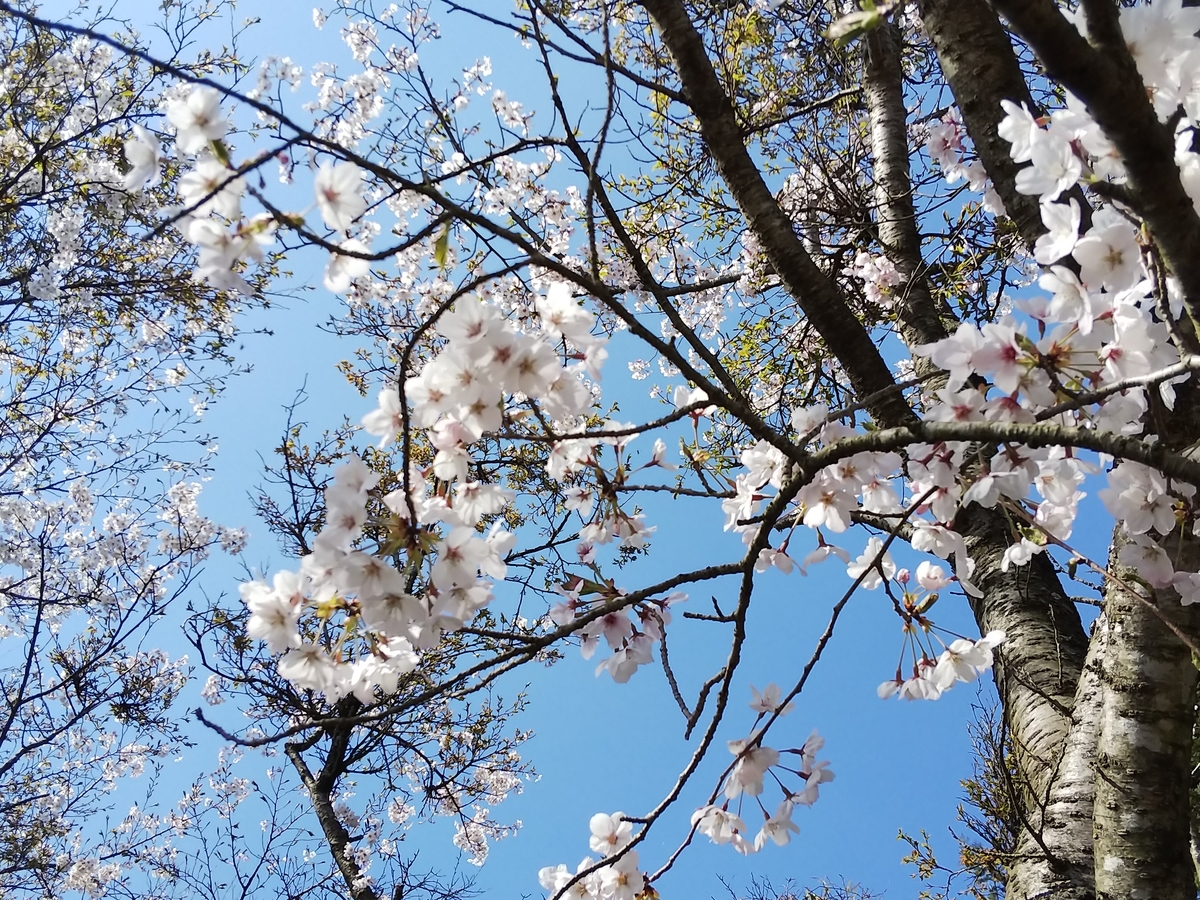 f:id:mint0606:20190407185037j:plain f:id:mint0606:20190407185037j:plain