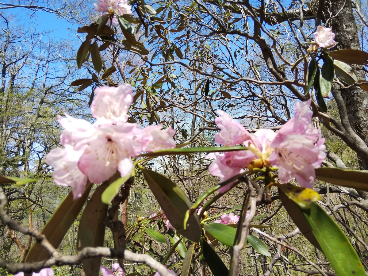 f:id:mint0606:20190504234011j:plain f:id:mint0606:20190504234011j:plain