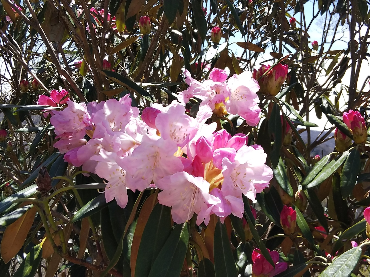 f:id:mint0606:20190504234045j:plain f:id:mint0606:20190504234045j:plain