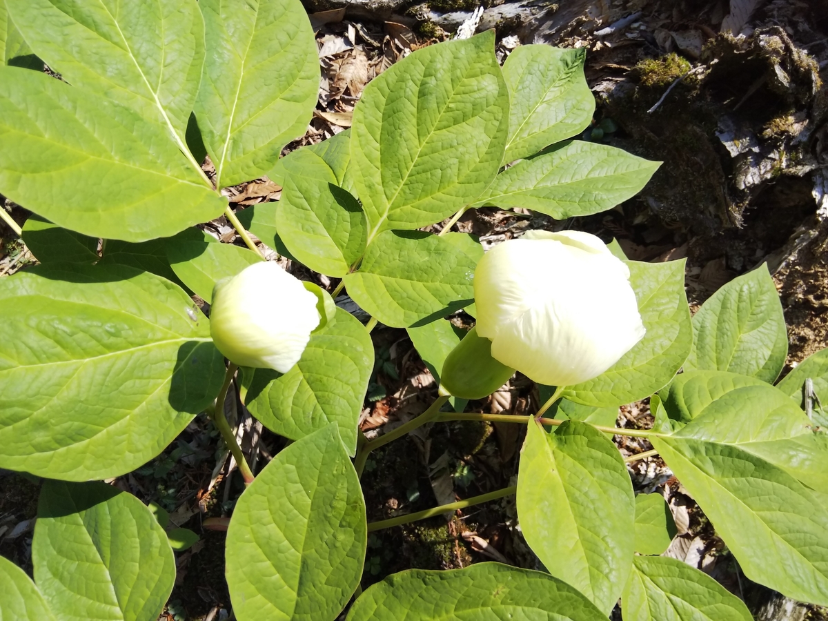 f:id:mint0606:20190505085118j:plain f:id:mint0606:20190505085118j:plain