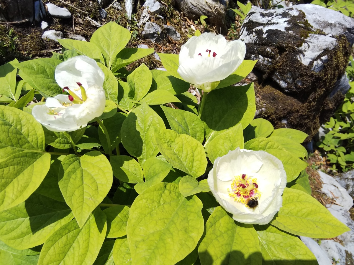 f:id:mint0606:20190505085145j:plain f:id:mint0606:20190505085145j:plain