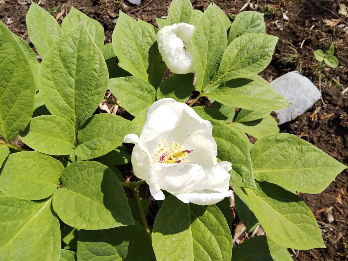 f:id:mint0606:20190505085215j:plain f:id:mint0606:20190505085215j:plain