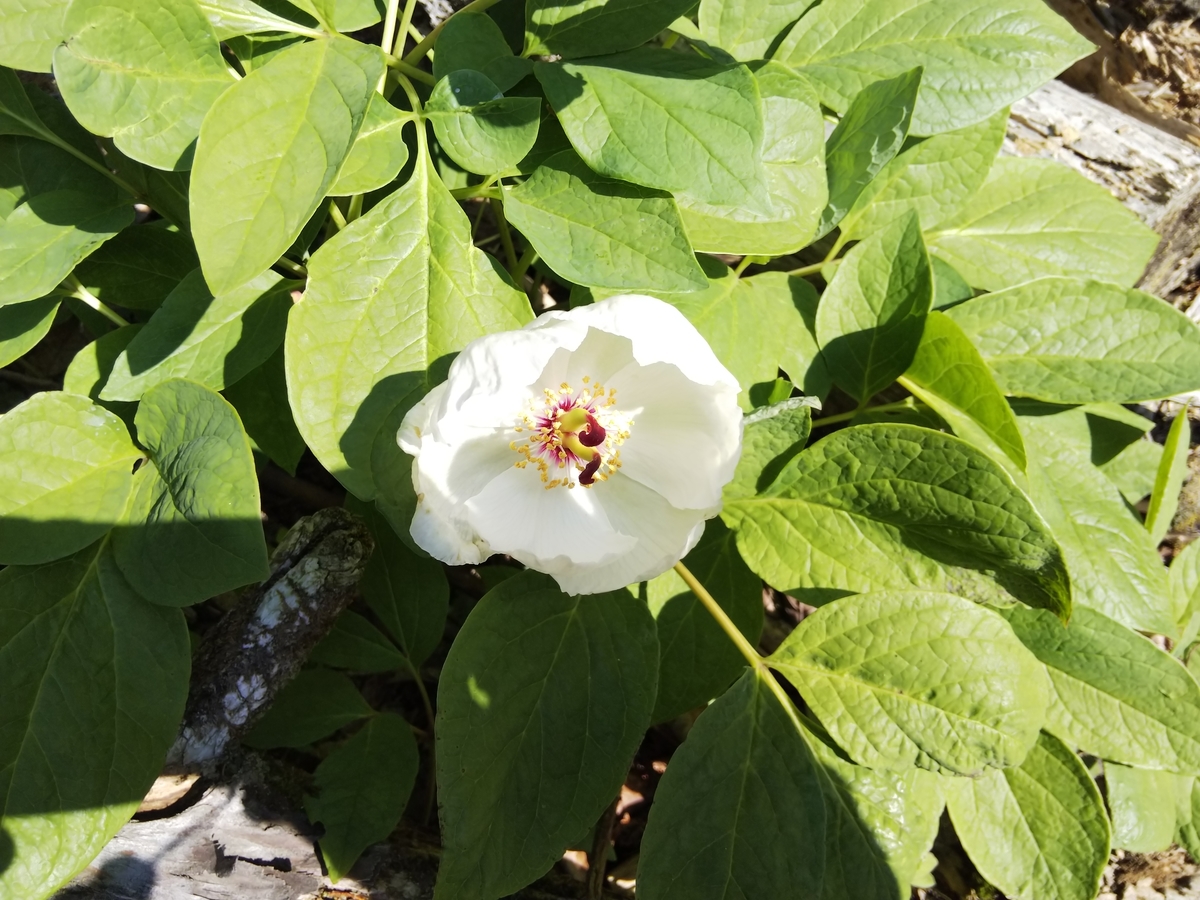 f:id:mint0606:20190505085245j:plain f:id:mint0606:20190505085245j:plain