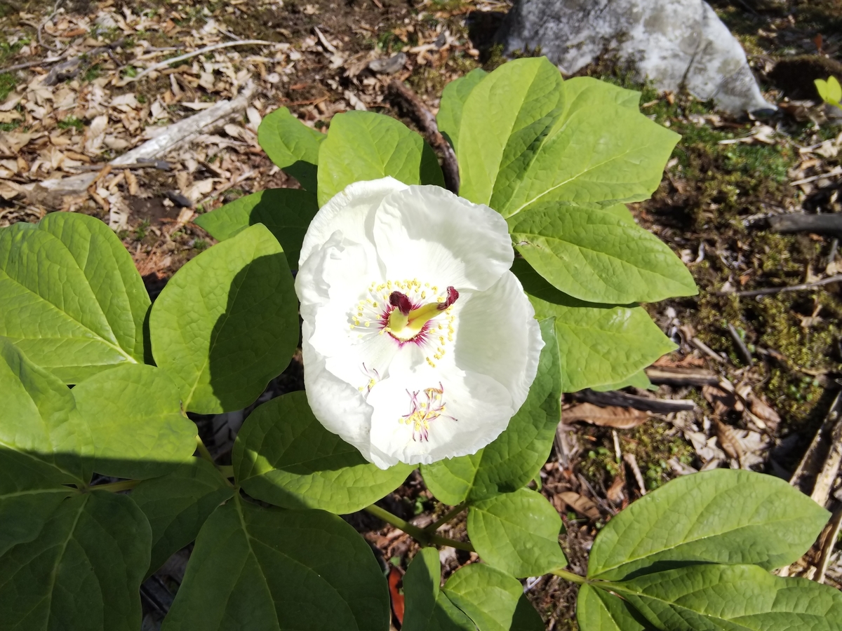 f:id:mint0606:20190505085317j:plain f:id:mint0606:20190505085317j:plain