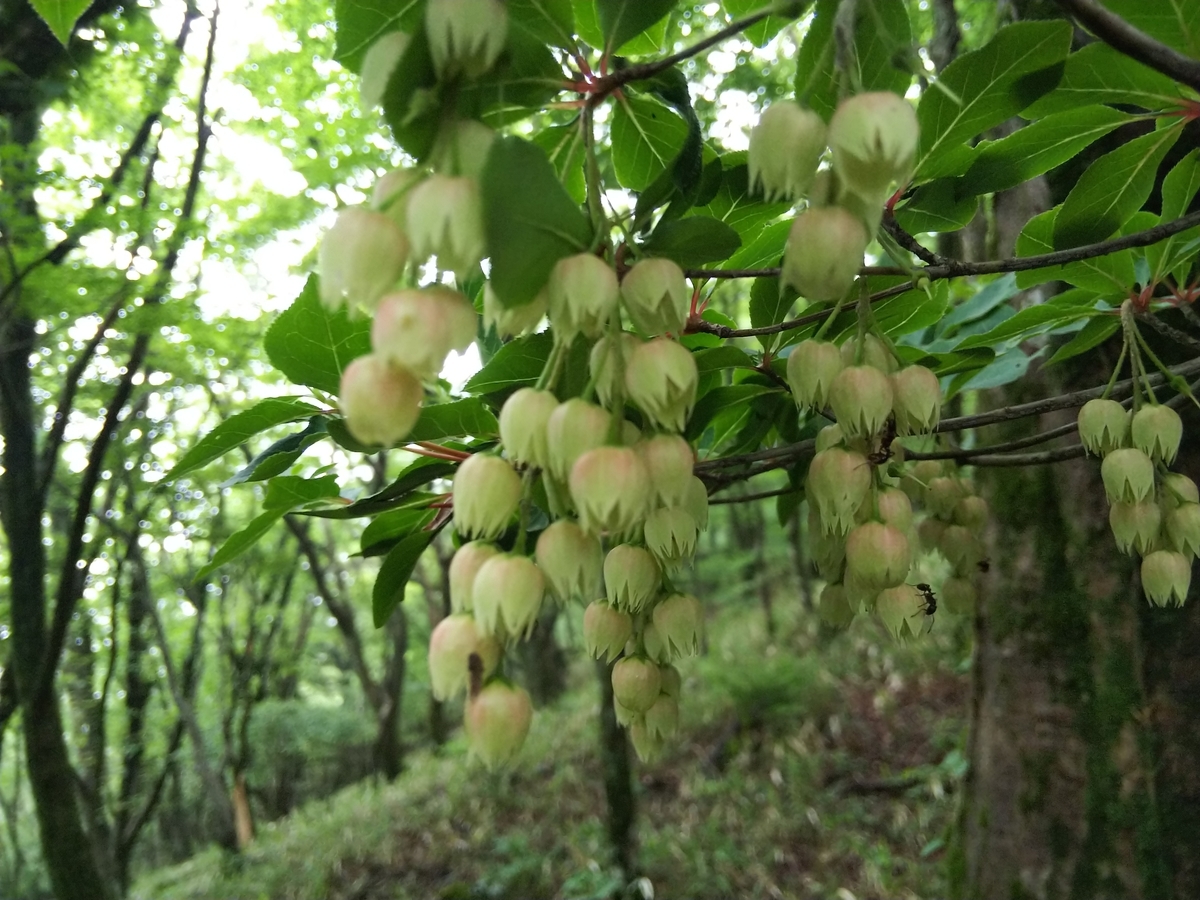 f:id:mint0606:20190609210259j:plain f:id:mint0606:20190609210259j:plain