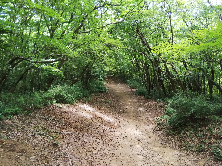 f:id:mint0606:20190623221207j:plain