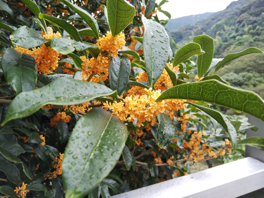 f:id:mint0606:20190929203542j:plain f:id:mint0606:20190929203542j:plain