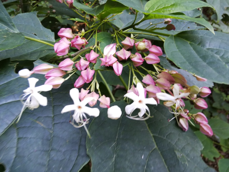 f:id:mint0606:20191006083016j:plain f:id:mint0606:20191006083016j:plain