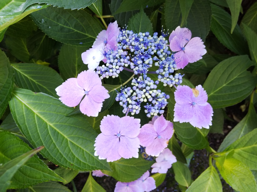 f:id:mint0606:20200621180329j:plain f:id:mint0606:20200621180329j:plain