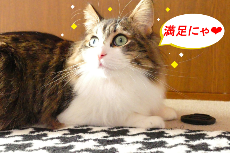 f:id:mint_shian:20170125153353j:plain f:id:mint_shian:20170125153353j:plain