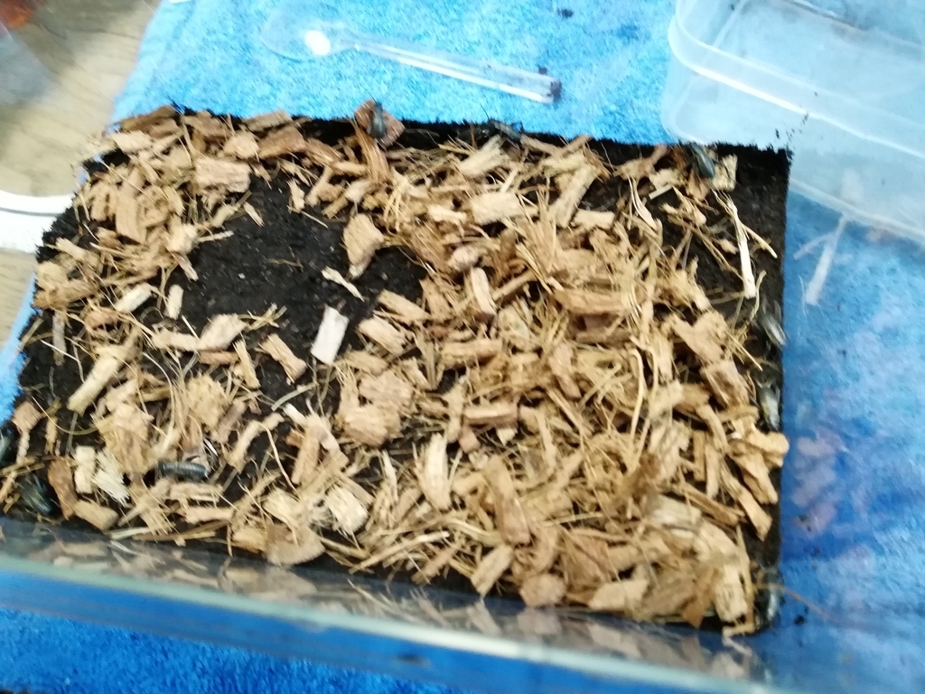 f:id:mintchoco_c:20190110233518j:plain f:id:mintchoco_c:20190110233518j:plain