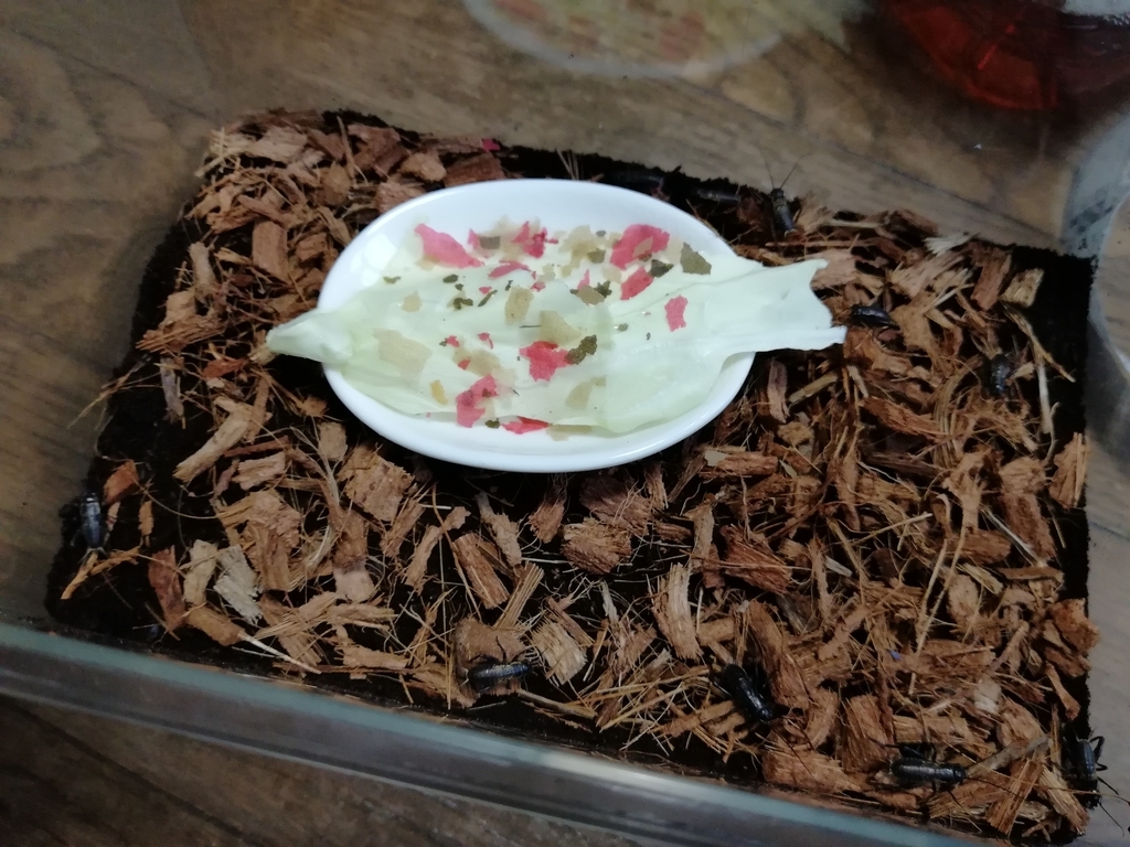 f:id:mintchoco_c:20190110234843j:plain f:id:mintchoco_c:20190110234843j:plain