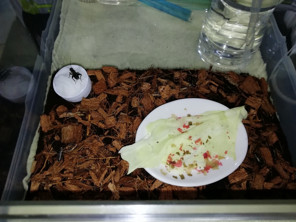 f:id:mintchoco_c:20190110235714j:plain f:id:mintchoco_c:20190110235714j:plain