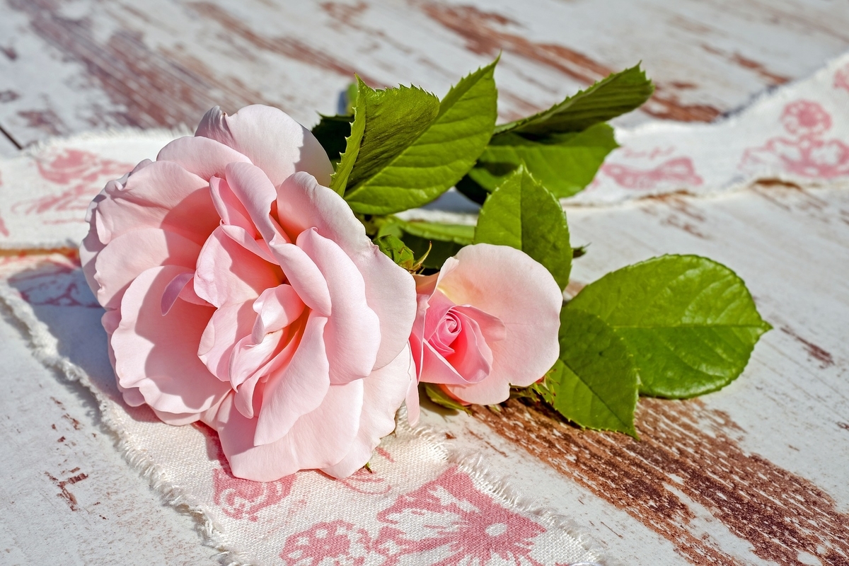 f:id:minticecream:20190727154432j:plain f:id:minticecream:20190727154432j:plain