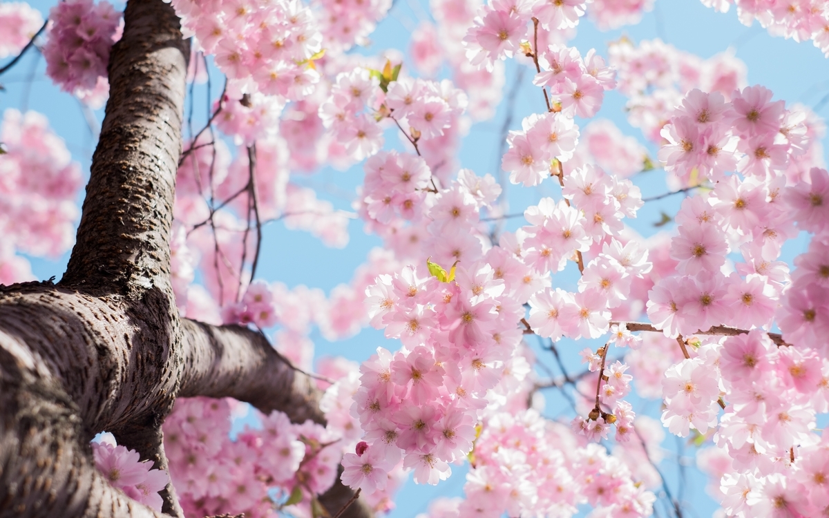 f:id:minticecream:20190823142625j:plain f:id:minticecream:20190823142625j:plain