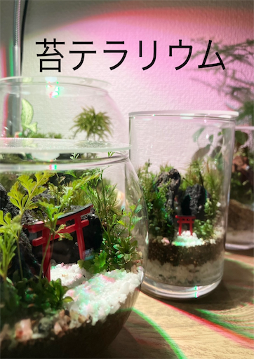 f:id:mintmoss:20250813224441p:image
