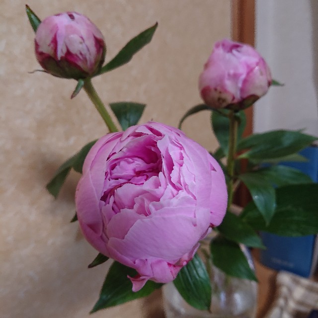 f:id:mintnohana:20210512141949j:image f:id:mintnohana:20210512141949j:image