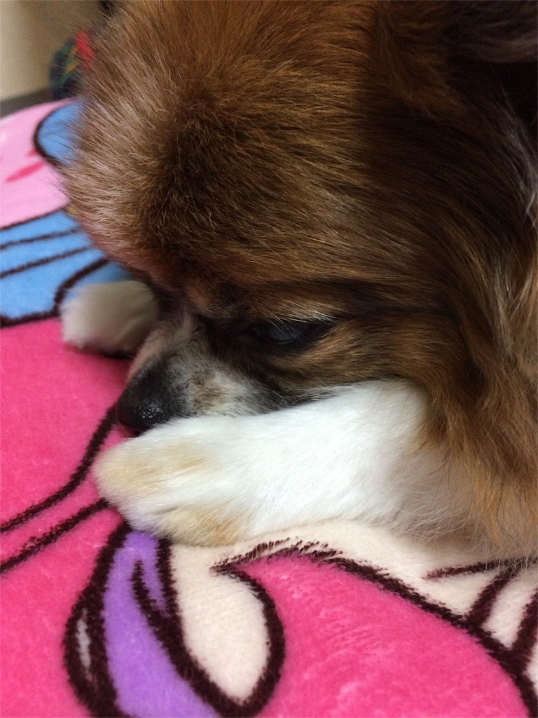 f:id:minto2012621:20161206181017j:image f:id:minto2012621:20161206181017j:image