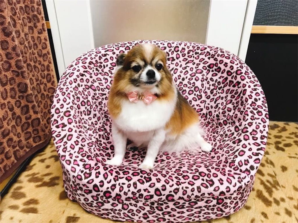 f:id:minto2012621:20190517095547j:image f:id:minto2012621:20190517095547j:image