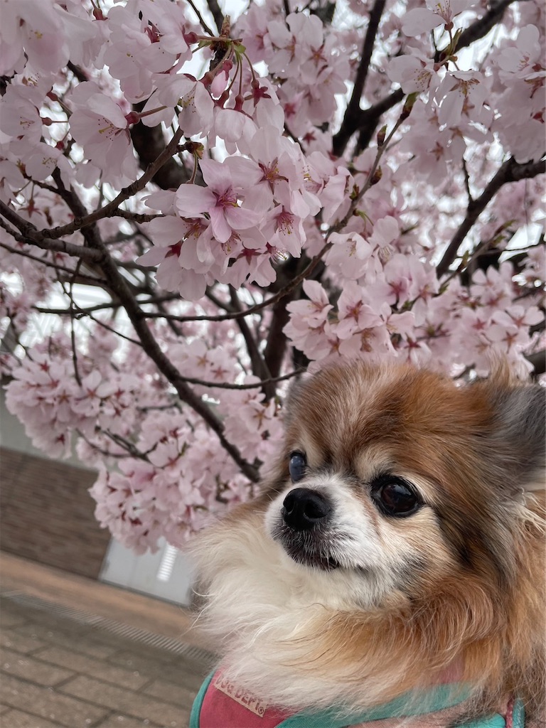 f:id:minto2012621:20230326105219j:image