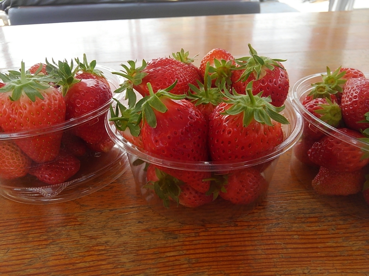 f:id:mintoblog:20190507225935j:plain f:id:mintoblog:20190507225935j:plain