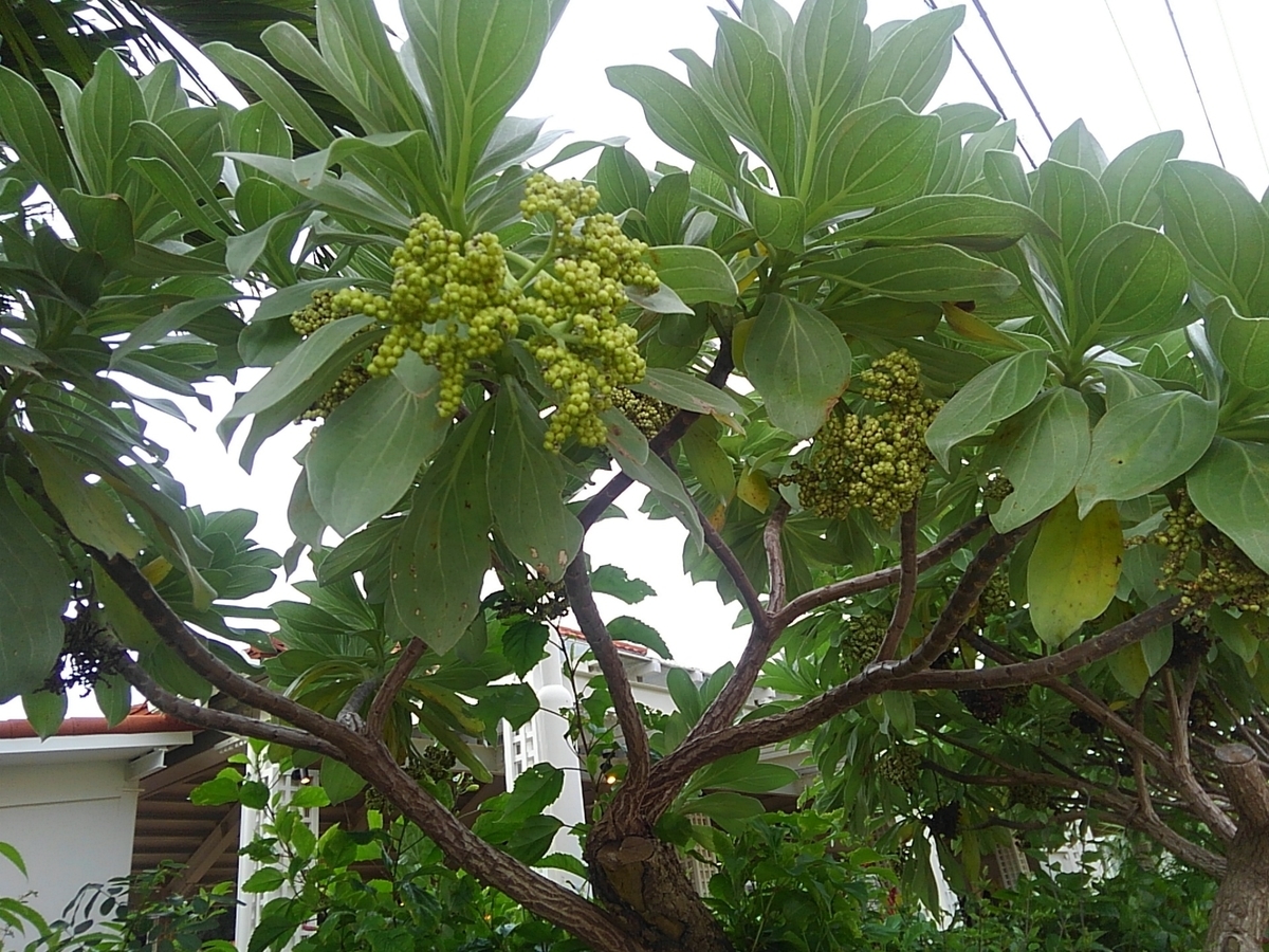 f:id:mintoblog:20190707224525j:plain f:id:mintoblog:20190707224525j:plain