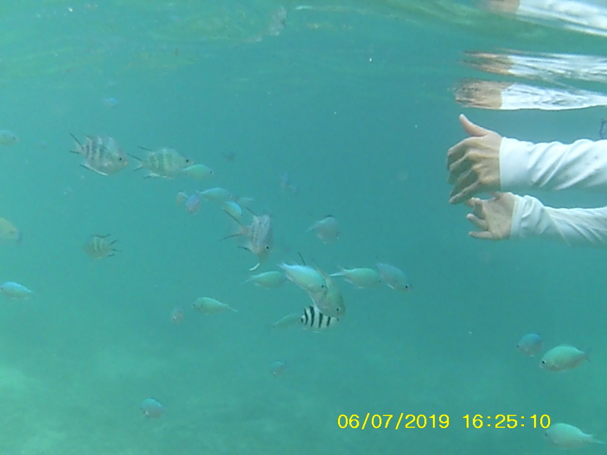 f:id:mintoblog:20190707232254j:plain f:id:mintoblog:20190707232254j:plain