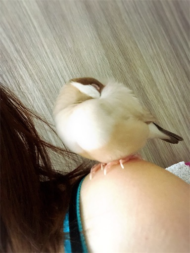 f:id:mintomato1:20220722234900j:image