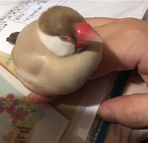f:id:mintomato1:20220722234905j:image