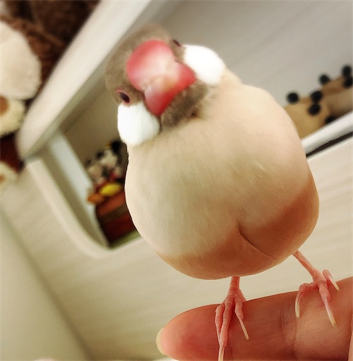 f:id:mintomato1:20220722234916j:image