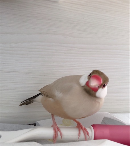 f:id:mintomato1:20220722234956j:image