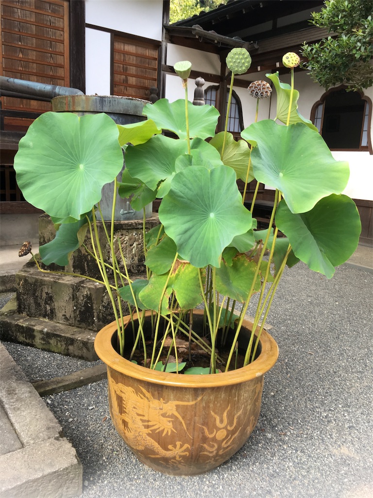 f:id:mintsuchi:20180807194207j:image f:id:mintsuchi:20180807194207j:image