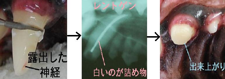 f:id:minvet2007:20121103191221j:image