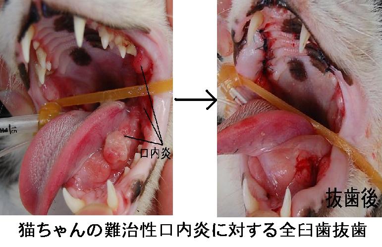 f:id:minvet2007:20121103191225j:image