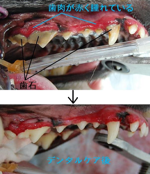 f:id:minvet2007:20121103191227j:image