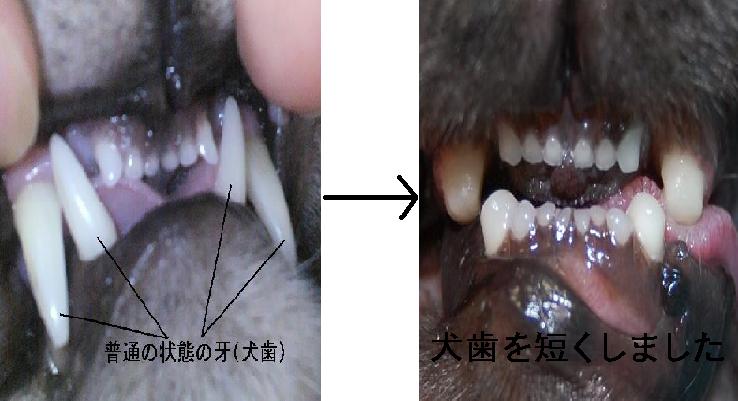 f:id:minvet2007:20121103191856j:image