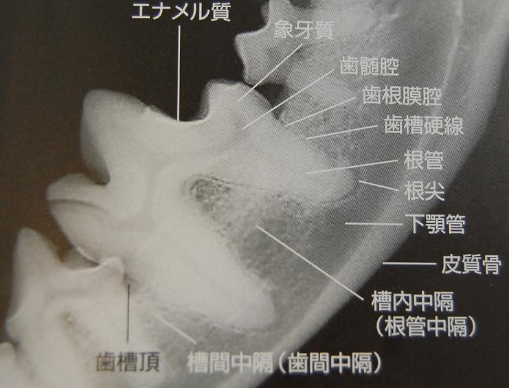 f:id:minvet2007:20121105111955j:image
