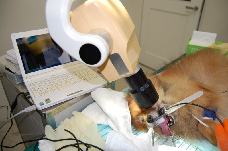 f:id:minvet2007:20150420183729p:image